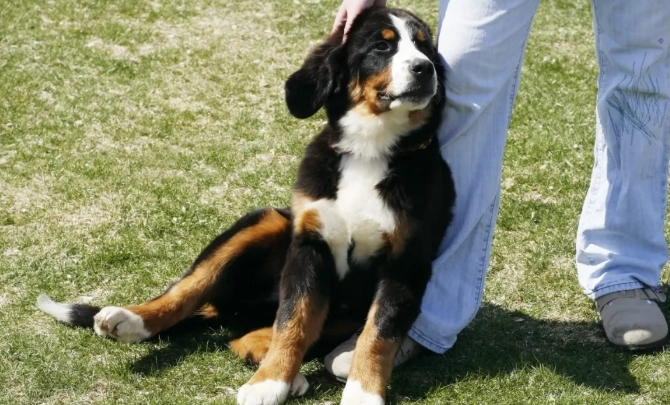 狗狗牙齒護理 狗狗牙齒護理