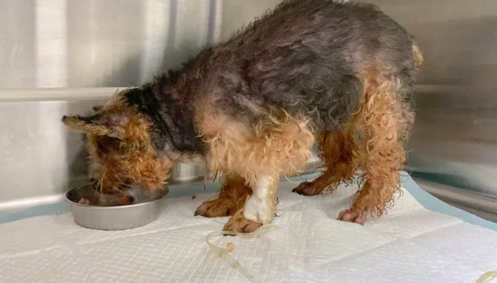 狗狗腎衰竭治療 狗狗腎衰竭治療