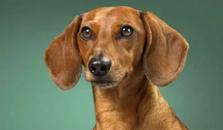 寵物拔牙安全 寵物拔牙安全