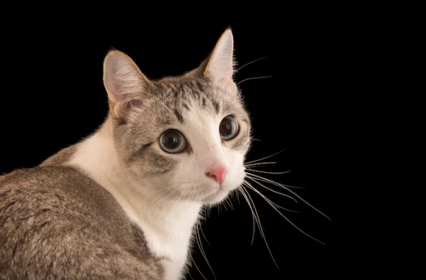 貓咪牙周病預防