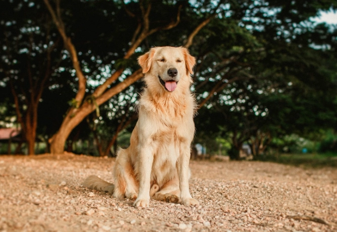 黃金獵犬發情照顧 黃金獵犬發情照顧