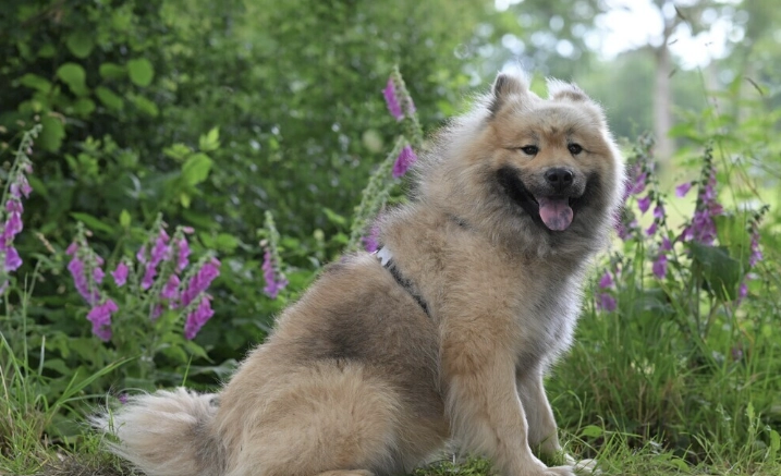 狗狗牙齒照顧 狗狗牙齒照顧