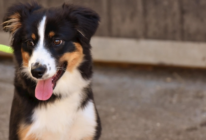 狗狗口腔保健食物