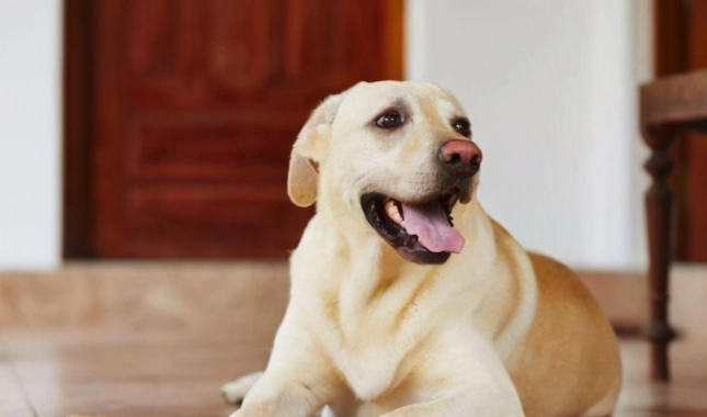 狗狗牙齒健康 狗狗牙齒健康