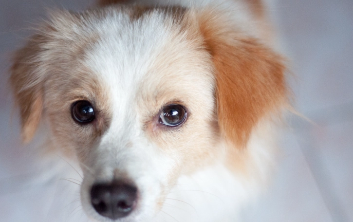 狗嘔吐黃色原因 狗嘔吐黃色原因