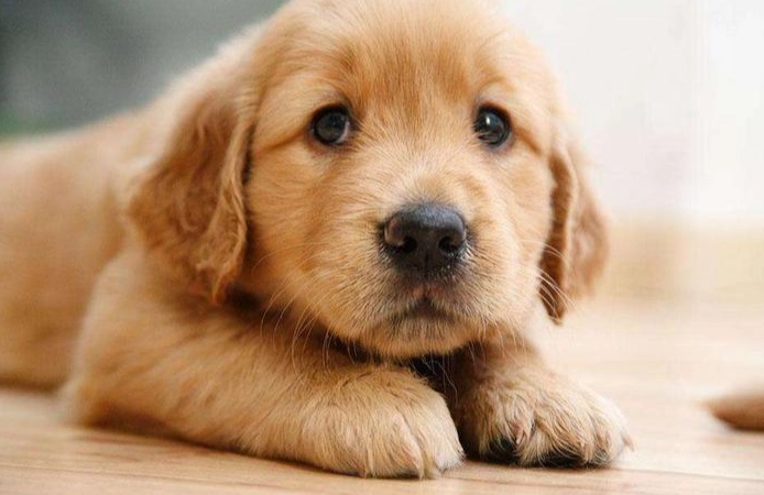 狗狗口腔護理產品