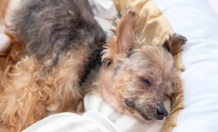 腎衰竭嘔吐症狀 腎衰竭嘔吐症狀