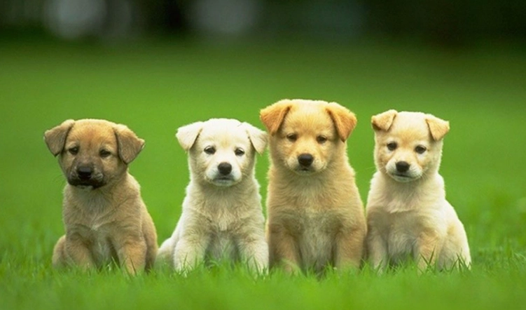 狗狗口腔保健 狗狗口腔保健