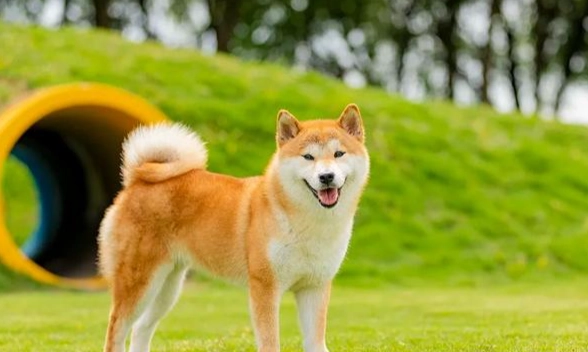 公狗滴血原因 公狗滴血原因