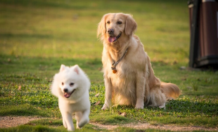 狗狗拔牙後護理 狗狗拔牙後護理