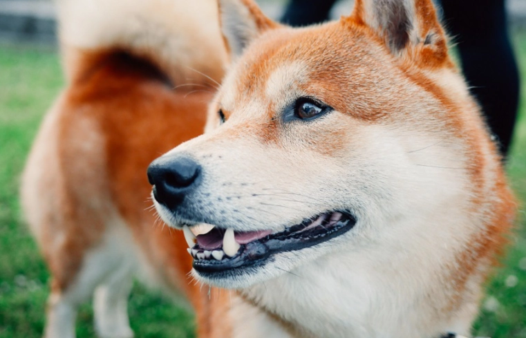 柴犬牙齒照顧 柴犬牙齒照顧