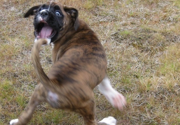 老年狗行為異常 老年狗行為異常