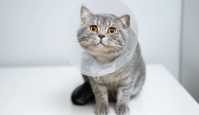 貓咪牙科手術費用