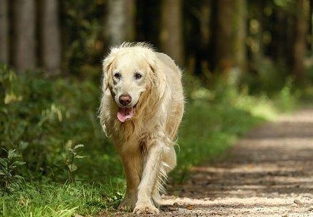 老年犬飲食護理 老年犬飲食護理