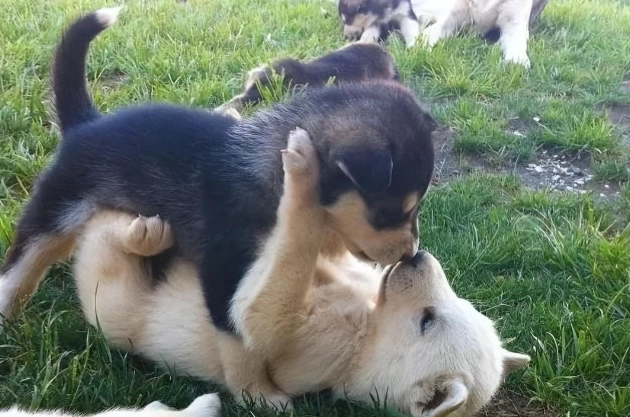 狗狗繁殖注意事項