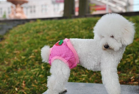 公狗發情照顧 公狗發情照顧