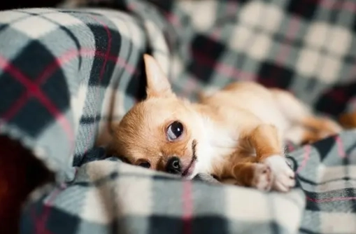 狗狗生理期顏色