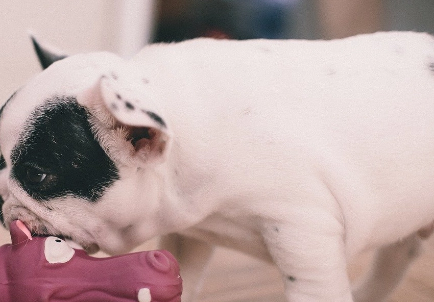 狗狗交配技巧 狗狗交配技巧