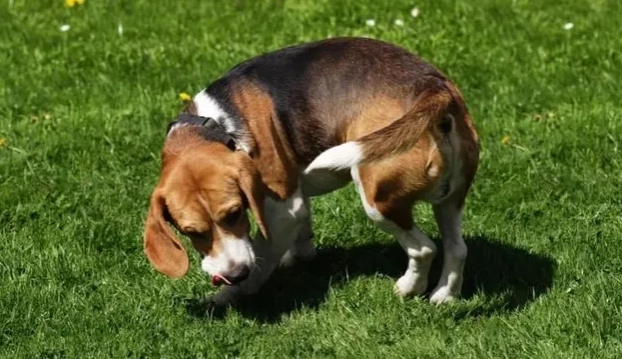 狗認知功能障礙 狗認知功能障礙