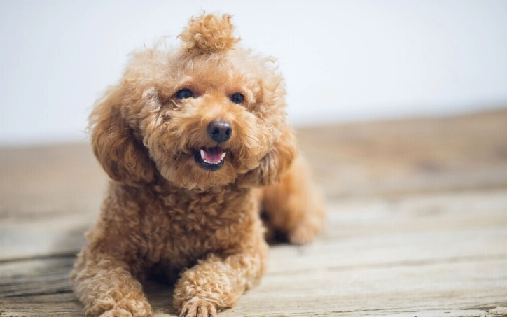 狗狗潔牙方法 狗狗潔牙方法