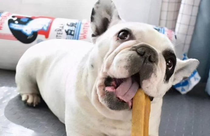 法鬥牙齒護理 法鬥牙齒護理