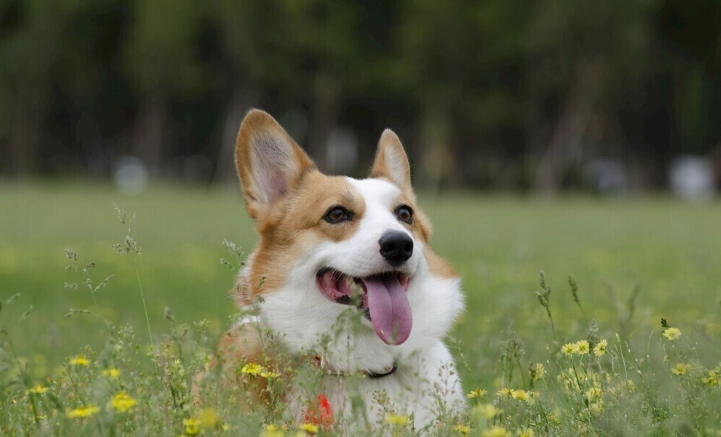 寵物口腔保健 寵物口腔保健