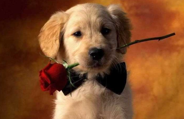 狗狗發情期護理