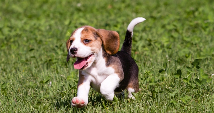 狗狗換牙注意事項