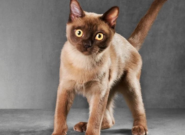 流浪貓皮膚病症狀