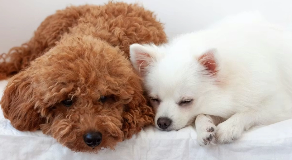 狗狗牙齒年齡判斷 狗狗牙齒年齡判斷