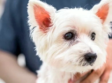 狗狗繁殖注意事項 狗狗繁殖注意事項