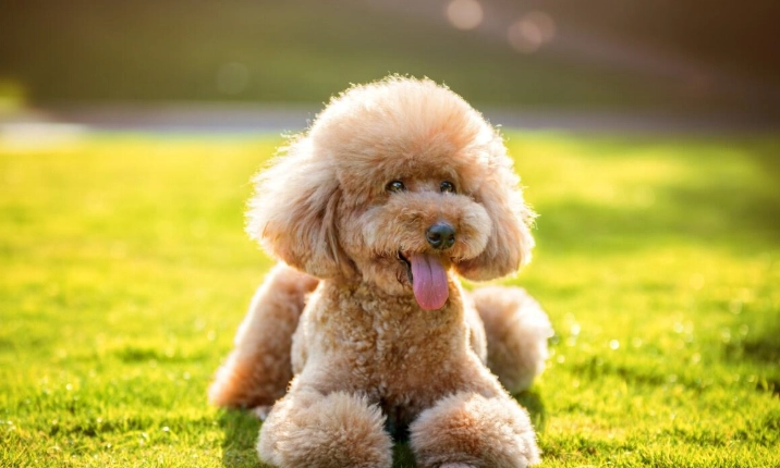 發情期絕育風險