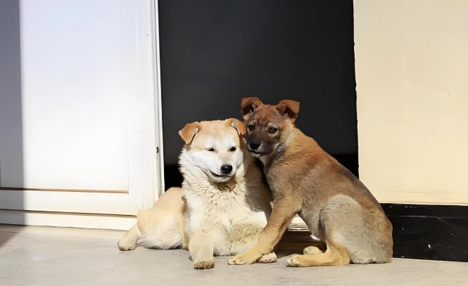 狗狗繁殖注意事項