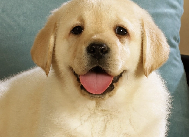 寵物飲食安全 寵物飲食安全