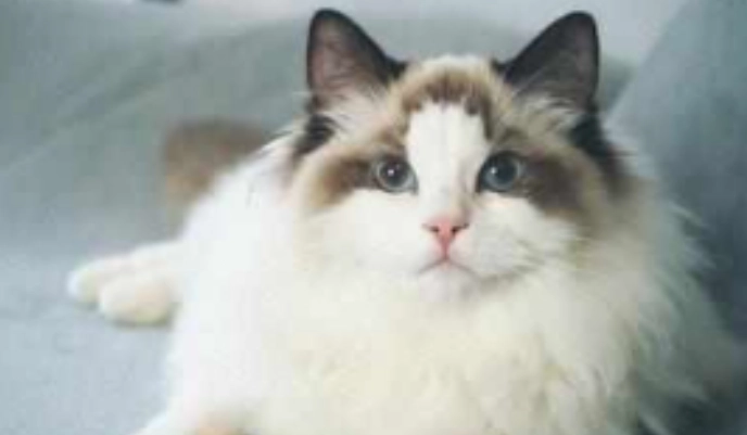 如何判断猫咪年龄