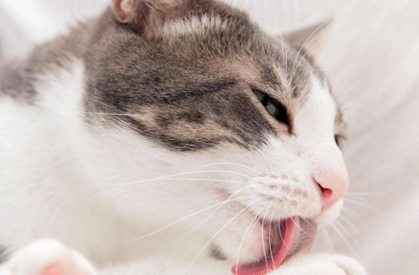 貓咪牙科手術 貓咪牙科手術