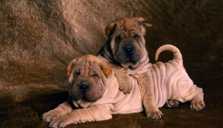 狗口臭解決方法