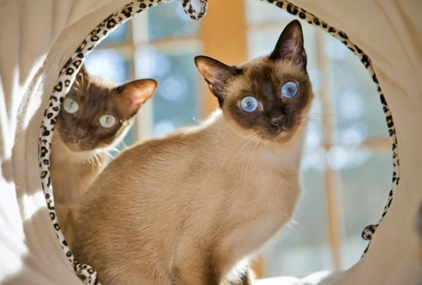 貓咪皮膚變黑治療