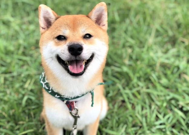 狗狗牙齒年齡判斷 狗狗牙齒年齡判斷