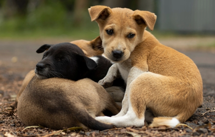 狗牙齒流血處理