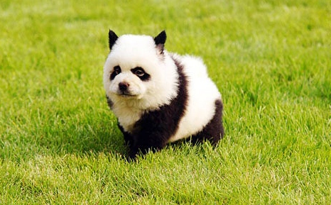 狗狗最佳生育年齡