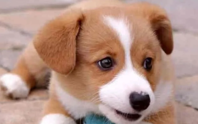 狗狗牙周病症狀