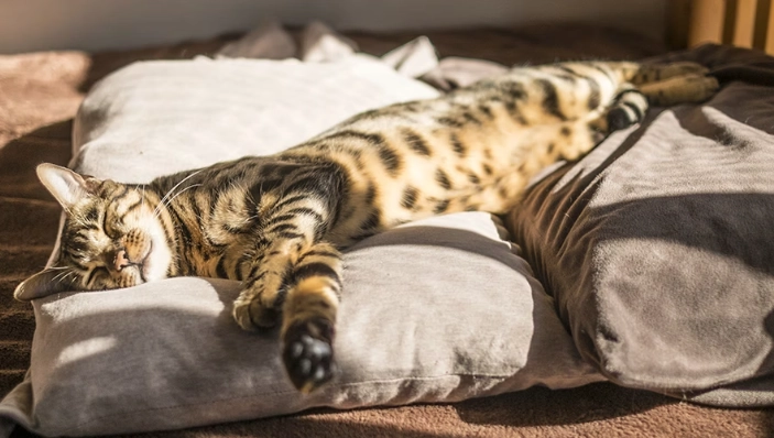 貓牙齒黑點處理