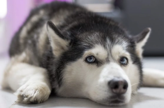 乳牙滞留處理 乳牙滞留處理