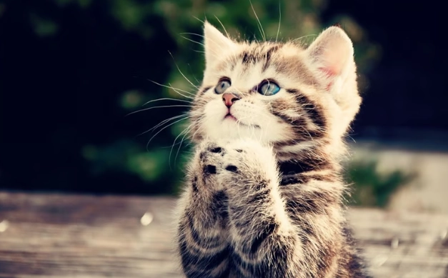 貓咪牙周病症狀