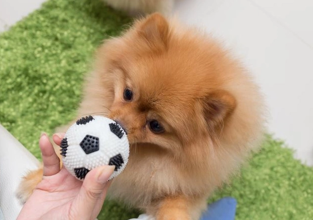 狗狗換牙時間 狗狗換牙時間