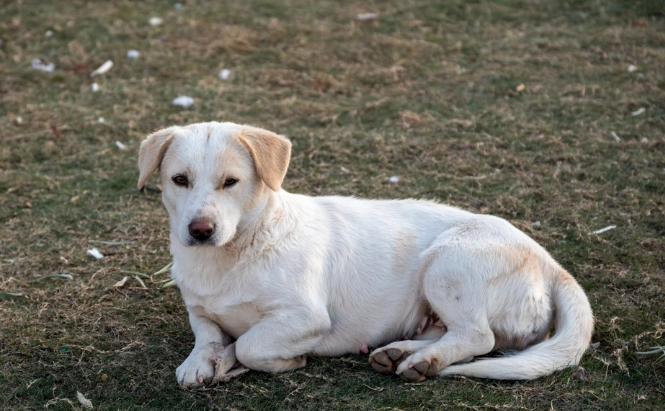 狗狗牙結石症狀