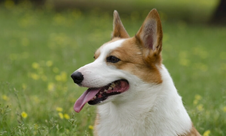 狗狗口腔護理方法