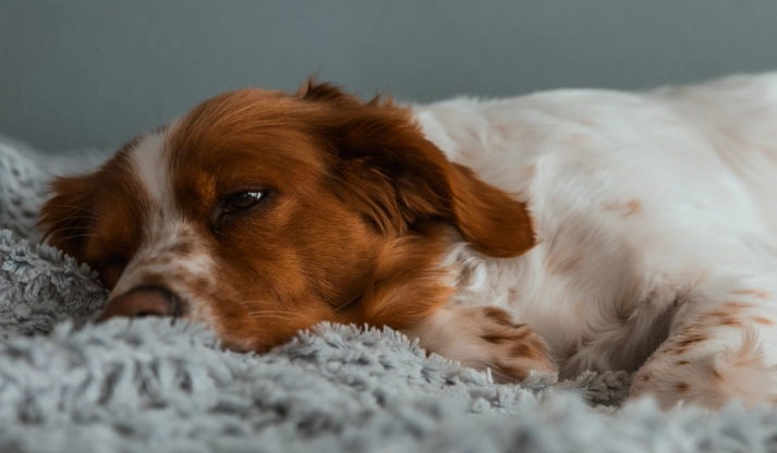 寵物攻擊性處理