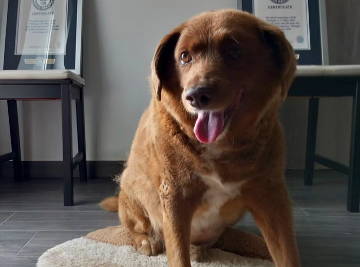 狗狗受孕時間 狗狗受孕時間